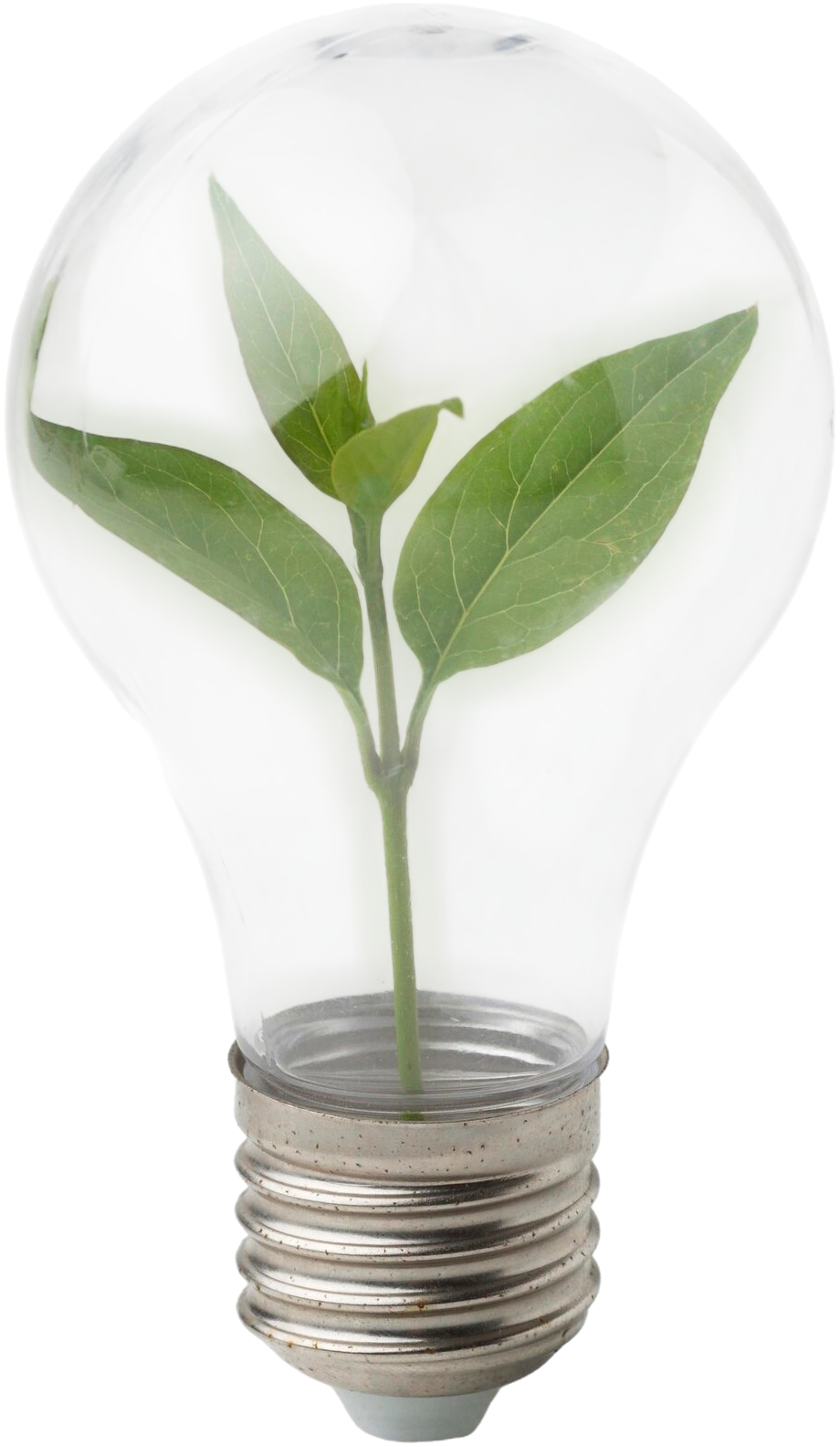A fresh green plant grows inside a clear light bulb, symbolizing eco-friendly innovation and sustainability. The image conveys hope and creativity.