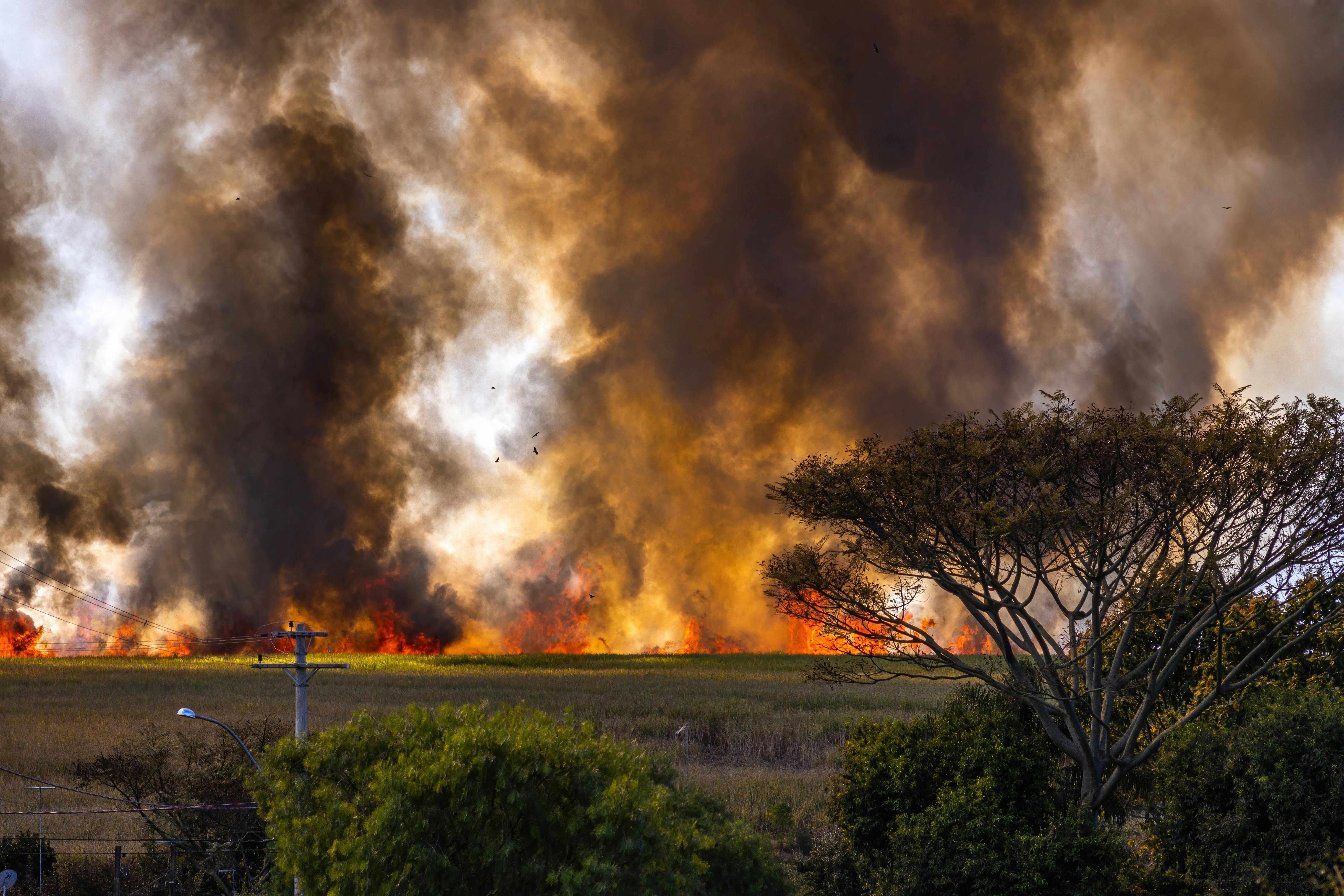 Thick black smoke and bright flames engulf a field, with a solitary tree silhouetted in the foreground. The sky is overcast, adding a dramatic tone.