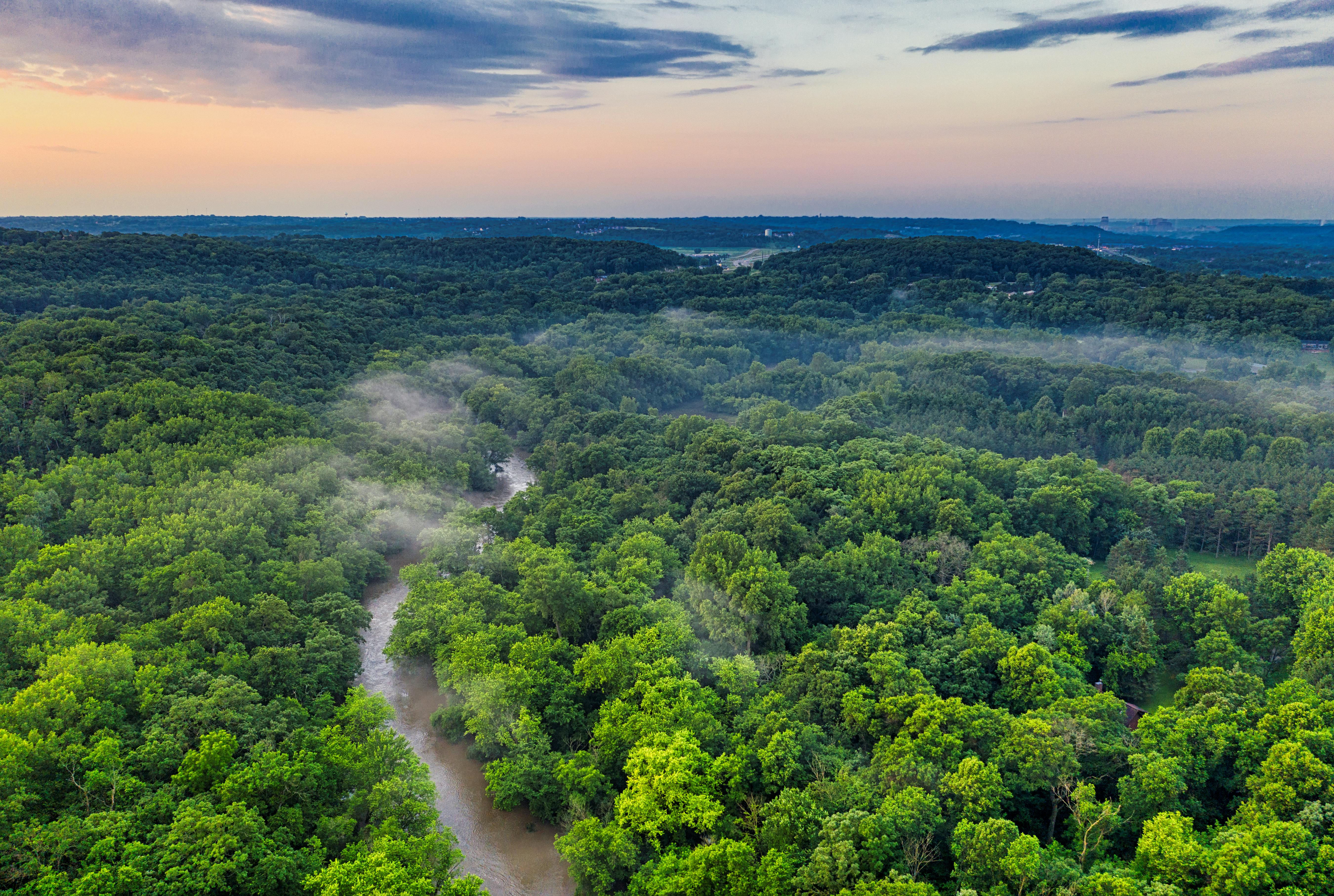 Aerial view of a lush, green forest with a winding river. Mist gently rises from the trees under a serene, pastel sky at dawn, evoking tranquility.